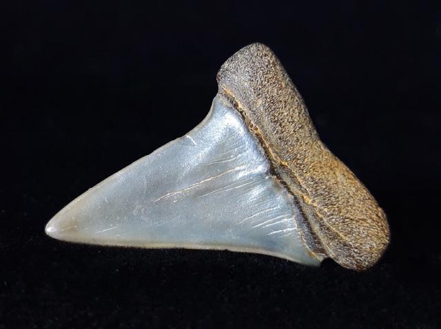 Carcharodon hastalis (AGASSIZ 1838) - Bild © FossNet FossilienStore